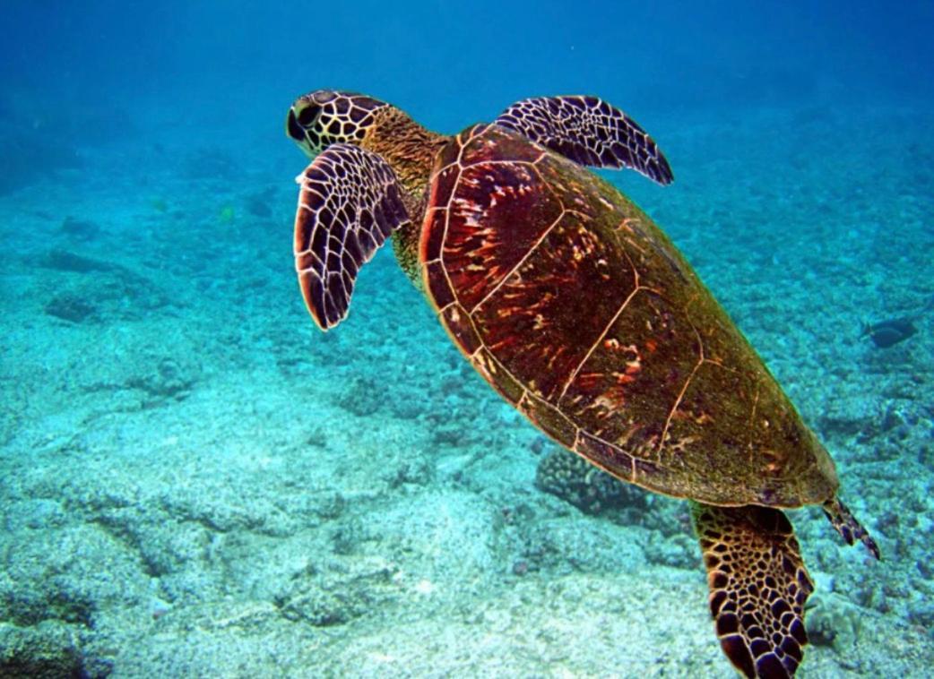 Couleur Caraibes-Cocobeach Martinique Pierre Et Vacances Сент-Люс Екстер'єр фото