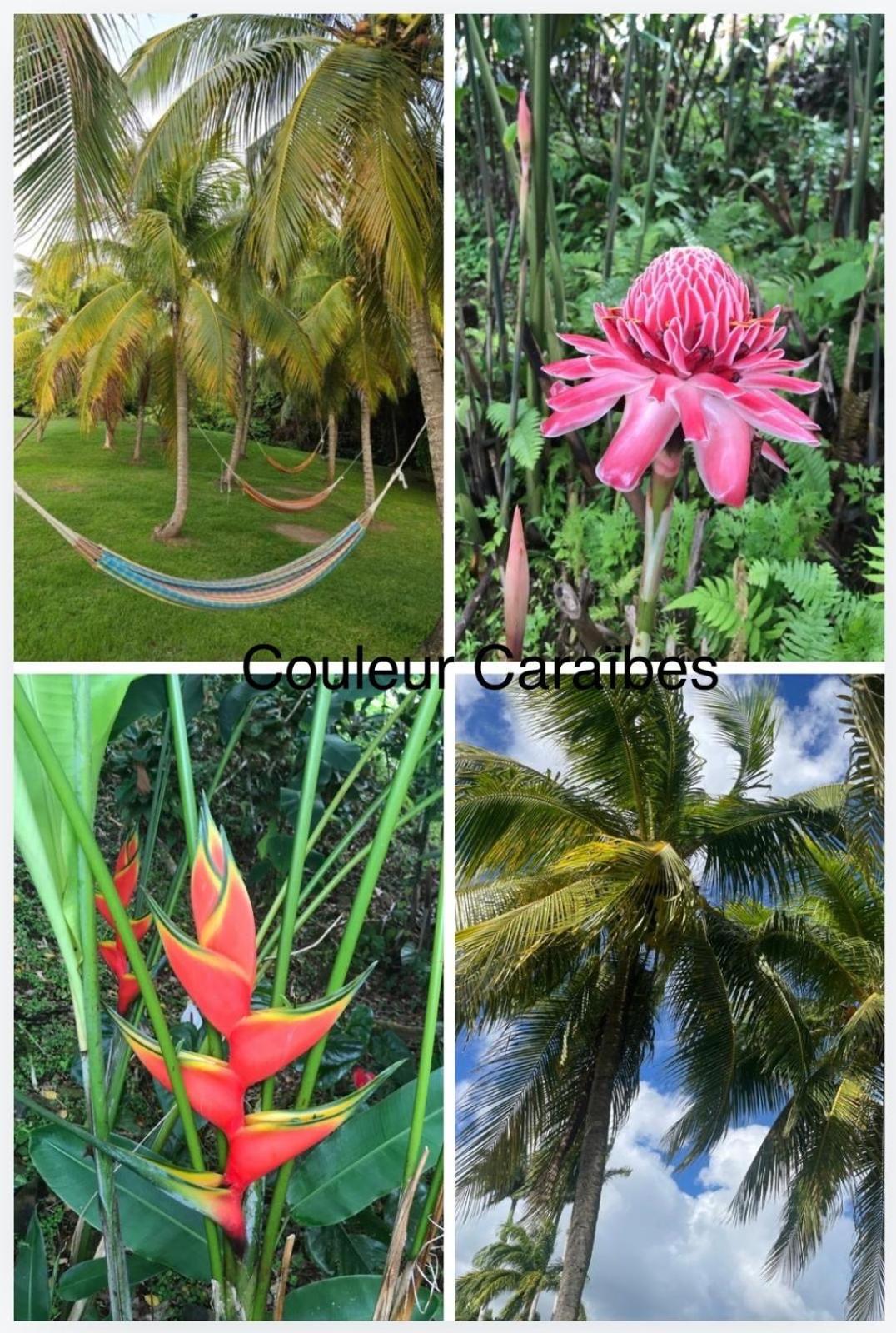 Couleur Caraibes-Cocobeach Martinique Pierre Et Vacances Сент-Люс Екстер'єр фото