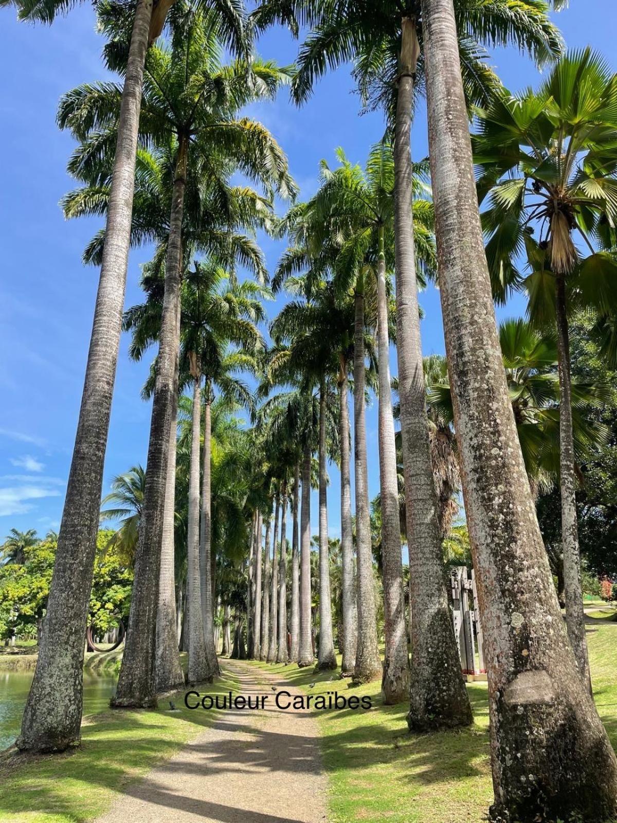 Couleur Caraibes-Cocobeach Martinique Pierre Et Vacances Сент-Люс Екстер'єр фото