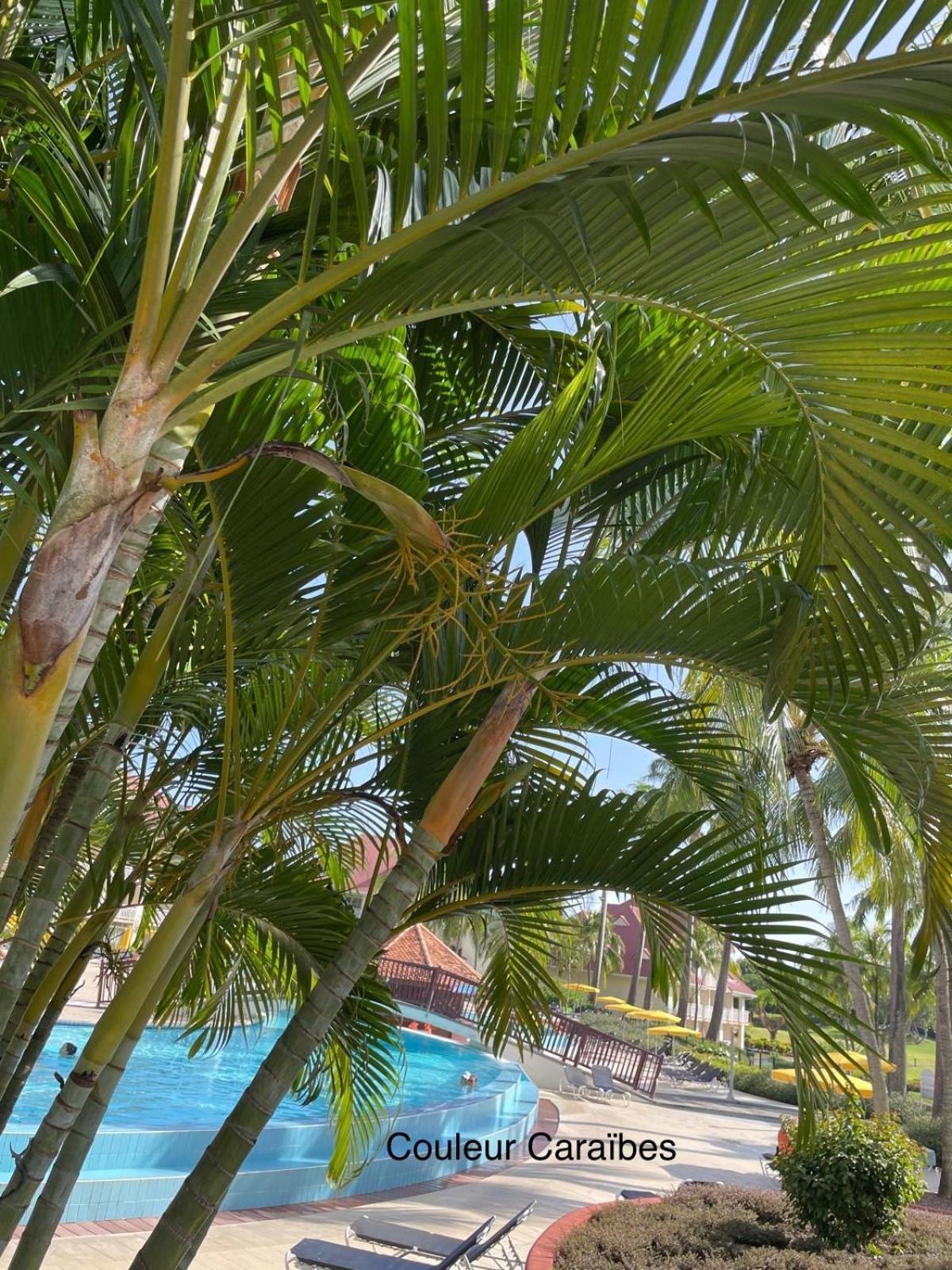 Couleur Caraibes-Cocobeach Martinique Pierre Et Vacances Сент-Люс Екстер'єр фото